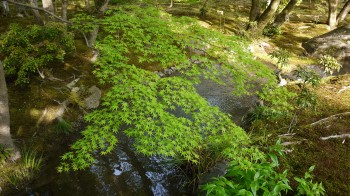 宝厳院青葉