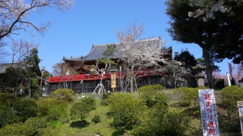 上野清水堂桜