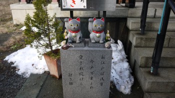 今戸神社猫２