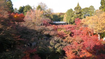 東福寺　通天橋からの紅葉