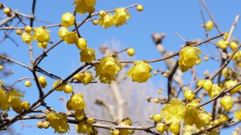 浄妙寺蝋梅の花