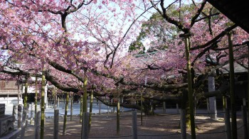 宮地獄神社桜