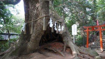 下関住吉神社大クスの木