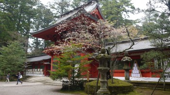 香取神宮光圀桜