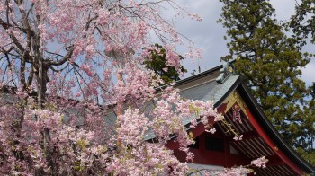 御岳神社しだれ桜