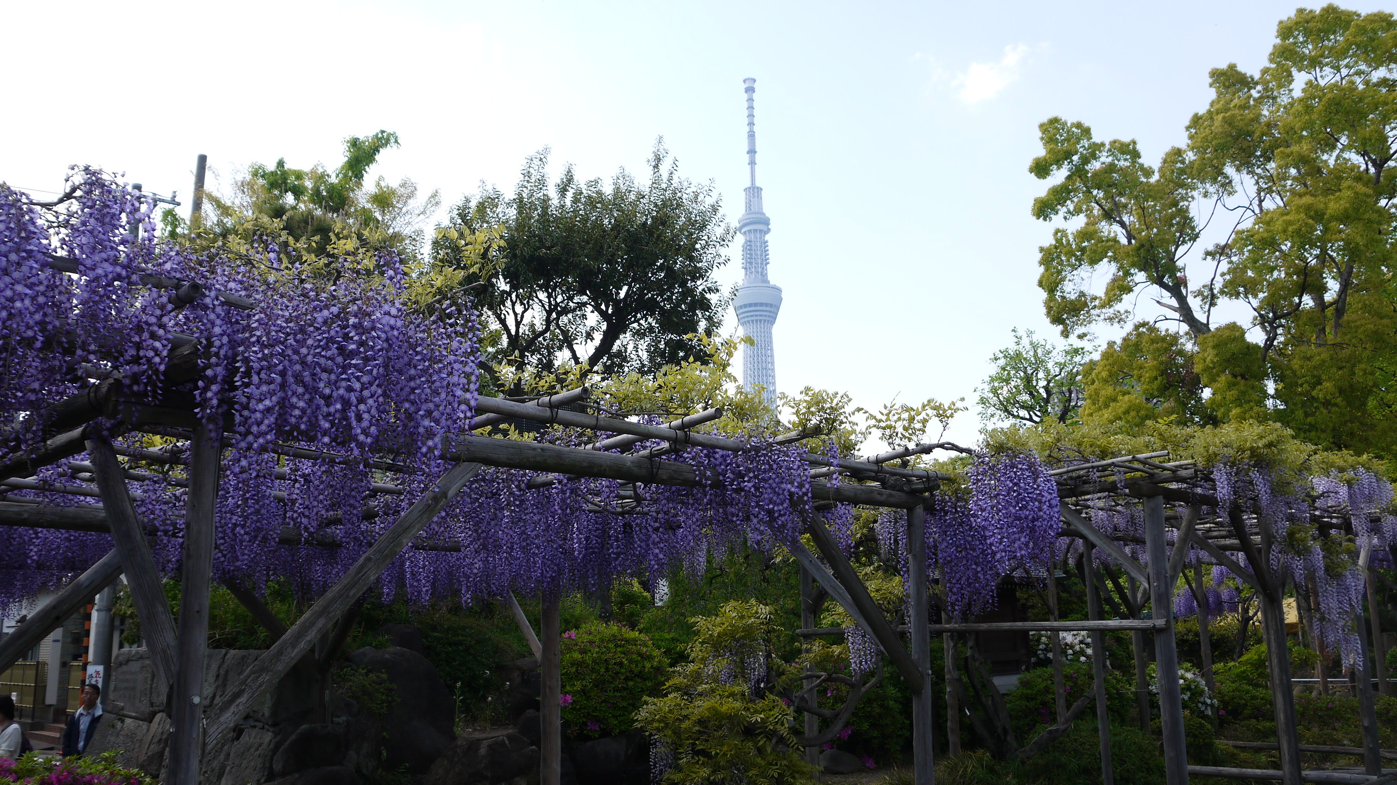 東京近辺 藤の花で有名な神社の御朱印めぐり 楽しい御朱印めぐり