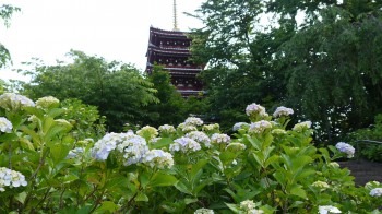 本土寺五重の塔